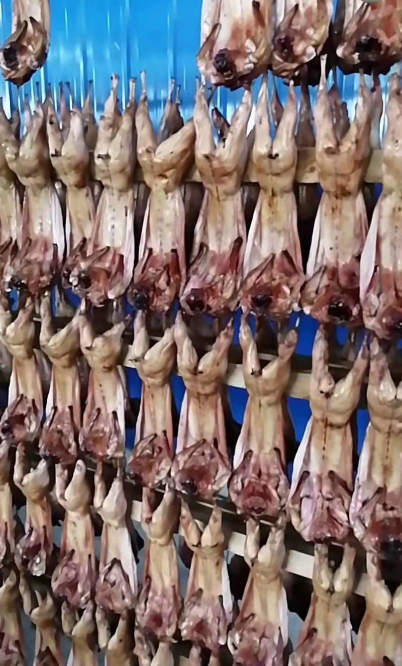 新鲜兔肉，兔肉批发，冷链运输，质量新鲜，烫皮兔，带皮肉兔