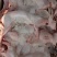 新鲜兔肉，兔肉批发，冷链运输，质量新鲜，烫皮兔，带皮肉兔