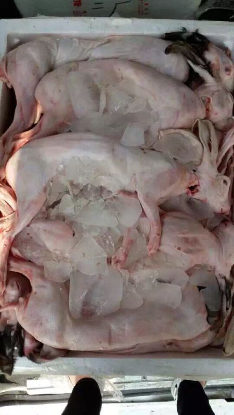 新鲜兔肉，兔肉批发，冷链运输，质量新鲜，烫皮兔，带皮肉兔