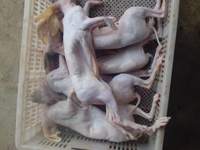 新鲜兔肉，兔肉批发，冷链运输，质量新鲜，烫皮兔，带皮肉兔