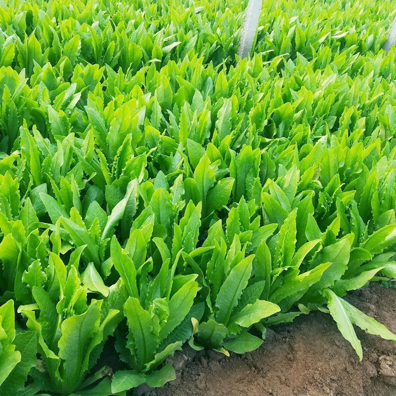 田园凤尾无斑甜脆香油麦菜种子大株型无斑甜脆无苦味好吃