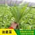 田园凤尾无斑甜脆香油麦菜种子大株型无斑甜脆无苦味好吃