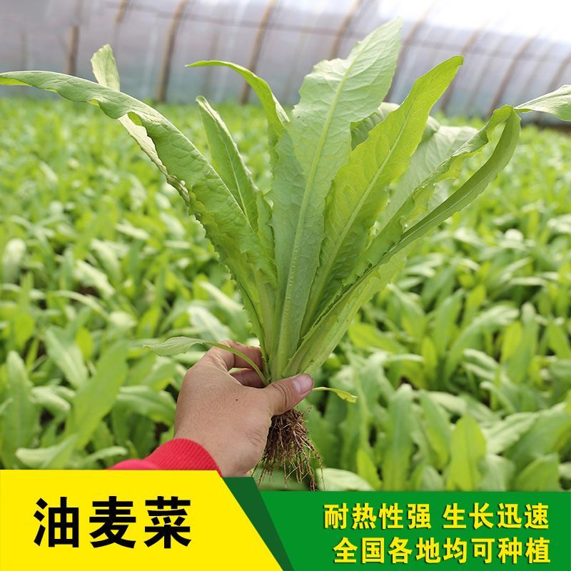田园凤尾无斑甜脆香油麦菜种子大株型无斑甜脆无苦味好吃