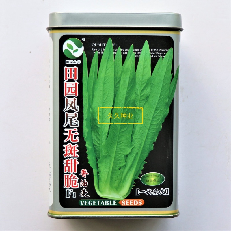田园凤尾无斑甜脆香油麦菜种子大株型无斑甜脆无苦味好吃