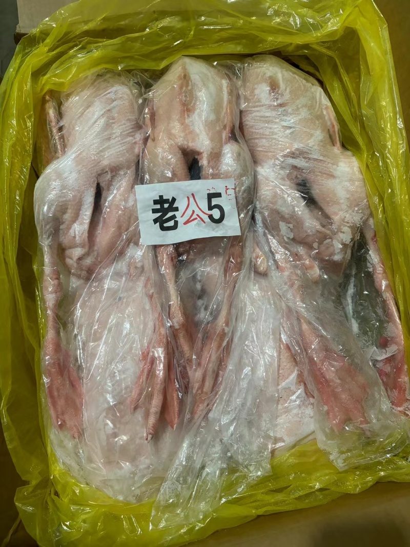 东北公鹅，纯公老鹅，大帮老鹅，去油肺公鹅