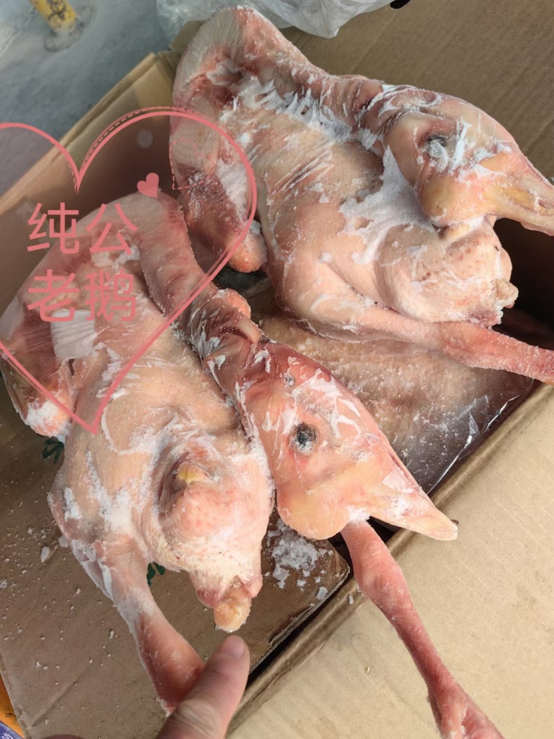 东北公鹅，纯公老鹅，大帮老鹅，去油肺公鹅