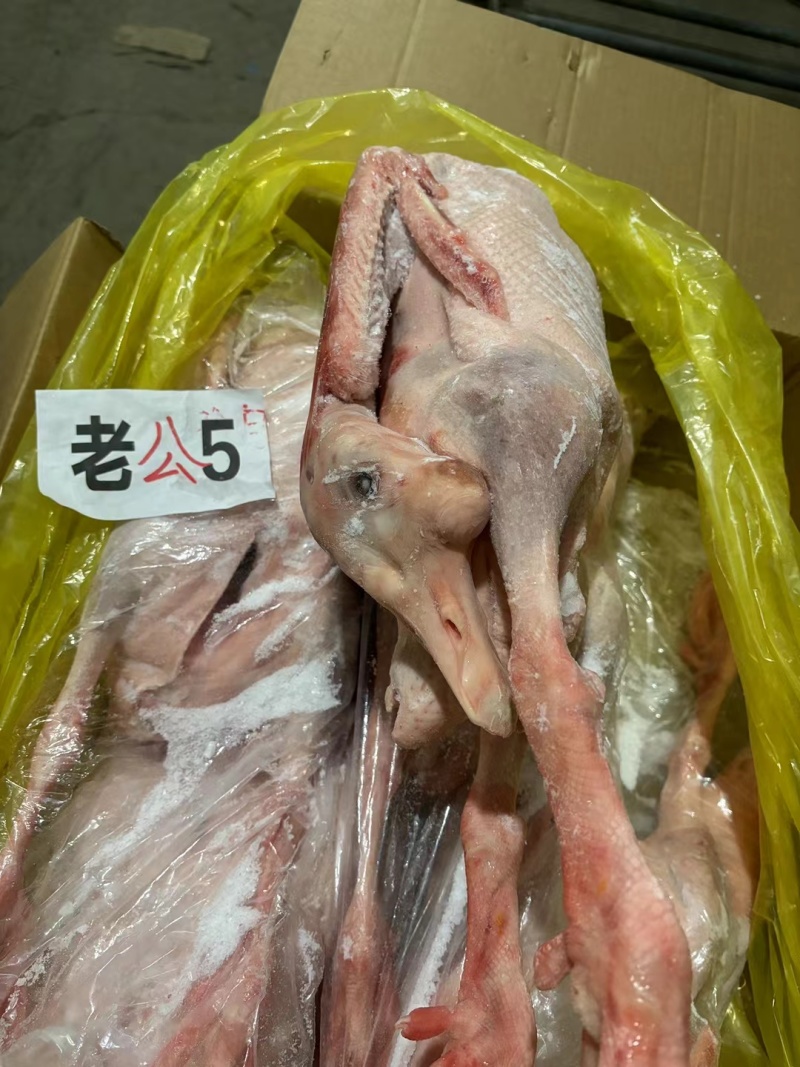 东北公鹅，纯公老鹅，大帮老鹅，去油肺公鹅