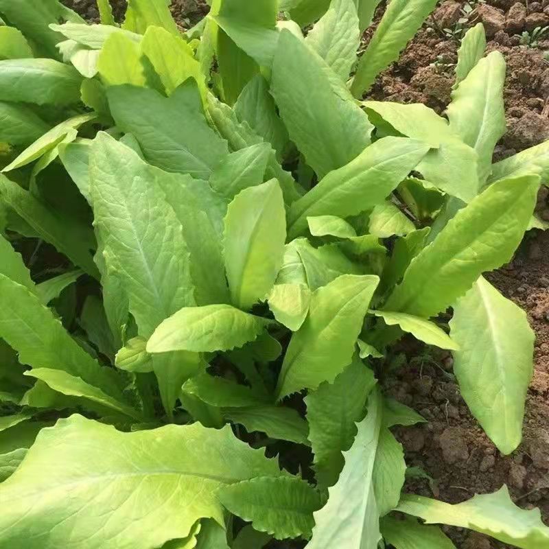 无斑香油麦菜种早熟植株直立耐热抗病浓香型清香无苦味油麦菜
