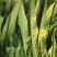 无斑香油麦菜种早熟植株直立耐热抗病浓香型清香无苦味油麦菜