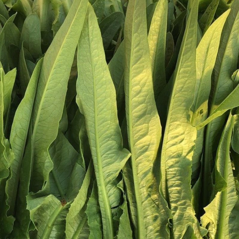 无斑香油麦菜种早熟植株直立耐热抗病浓香型清香无苦味油麦菜