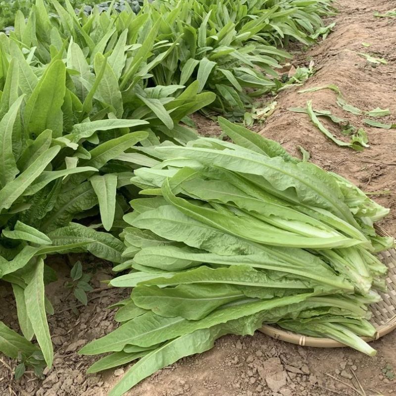 无斑香油麦菜种早熟植株直立耐热抗病浓香型清香无苦味油麦菜