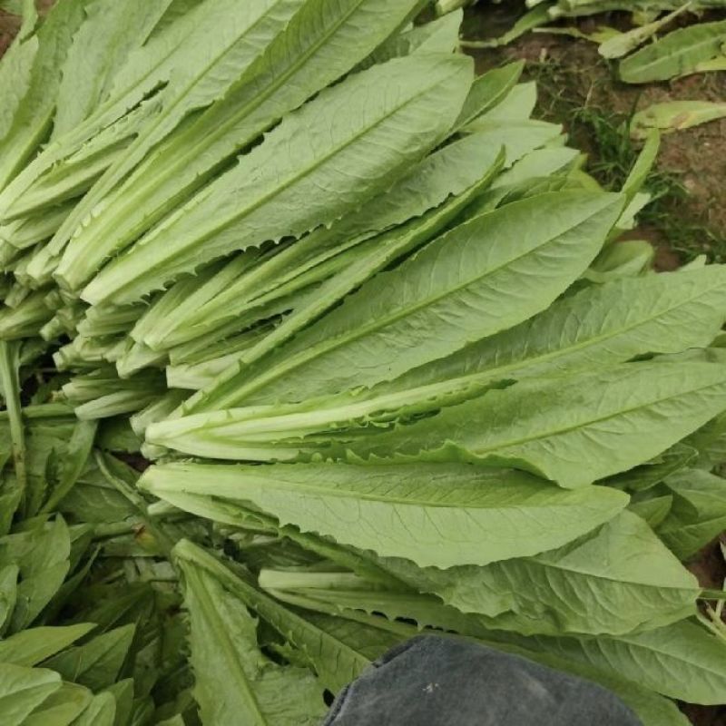 无斑香油麦菜种早熟植株直立耐热抗病浓香型清香无苦味油麦菜