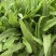 无斑香油麦菜种早熟植株直立耐热抗病浓香型清香无苦味油麦菜
