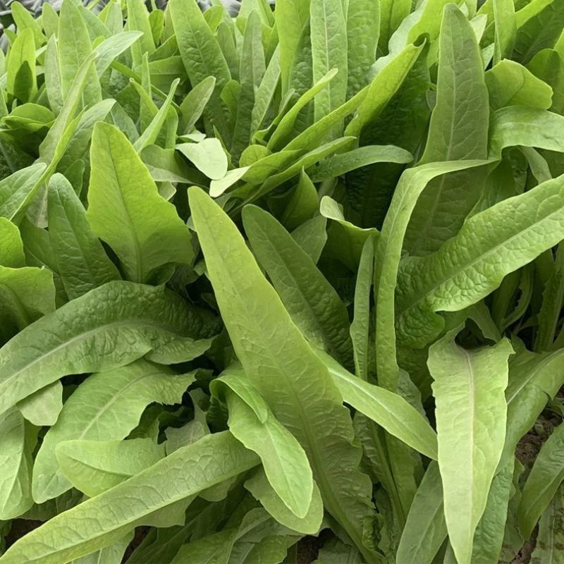 无斑香油麦菜种早熟植株直立耐热抗病浓香型清香无苦味油麦菜