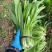 无斑香油麦菜种早熟植株直立耐热抗病浓香型清香无苦味油麦菜