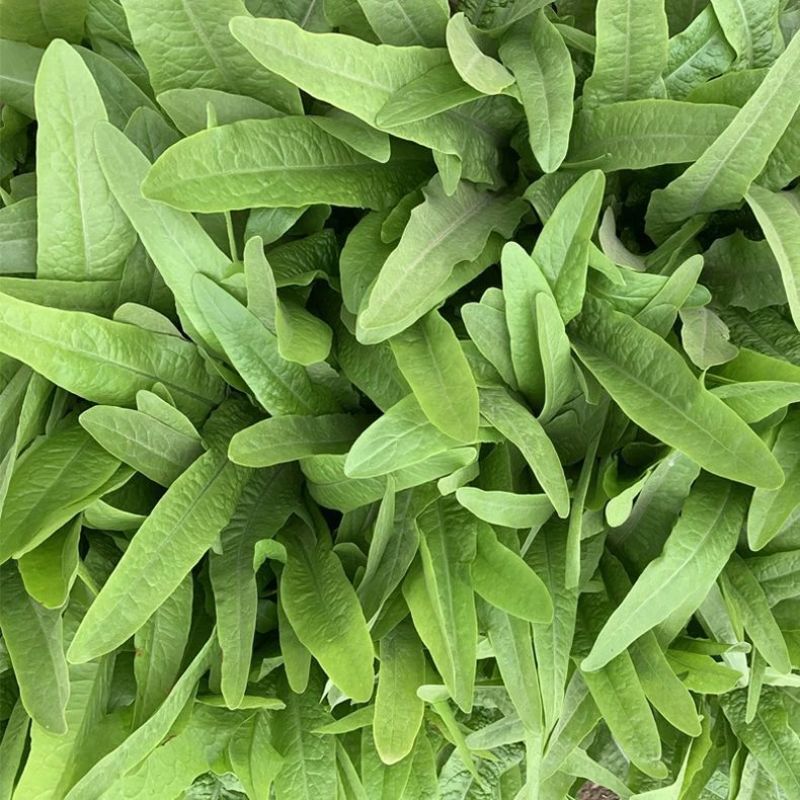 无斑香油麦菜种早熟植株直立耐热抗病浓香型清香无苦味油麦菜