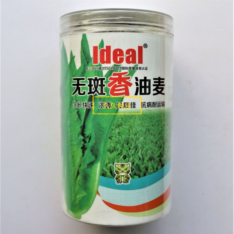 无斑香油麦菜种早熟植株直立耐热抗病浓香型清香无苦味油麦菜