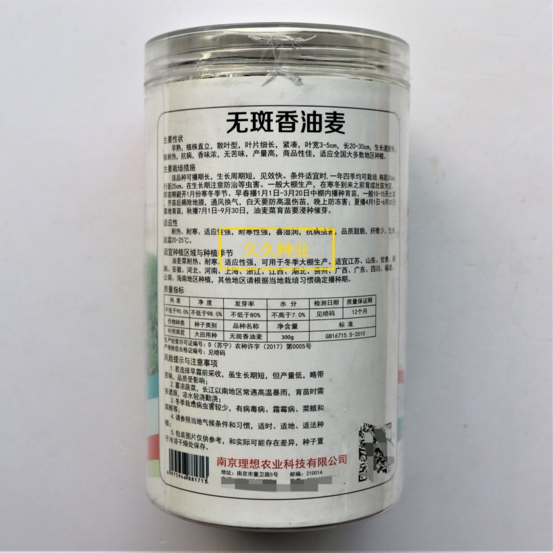 无斑香油麦菜种早熟植株直立耐热抗病浓香型清香无苦味油麦菜