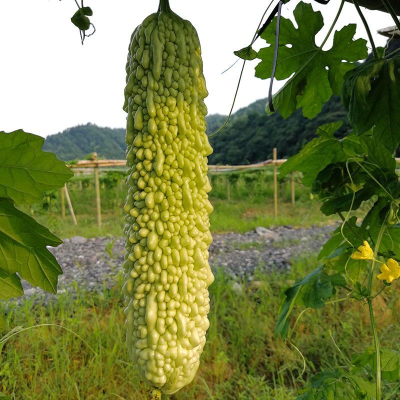亚蔬绿(1501)F1苦瓜种子耐热耐低温抗病绿白疙瘩瓜种