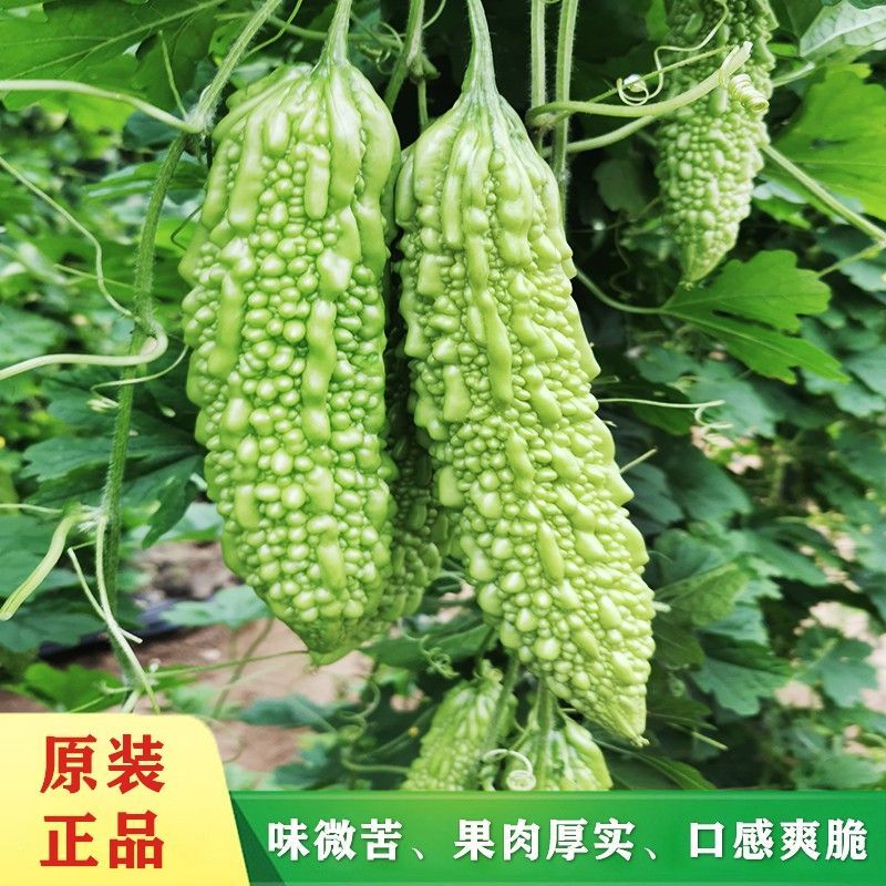 酷奇苦瓜种子珍珠密刺苦瓜种子高产耐热基地专用春秋