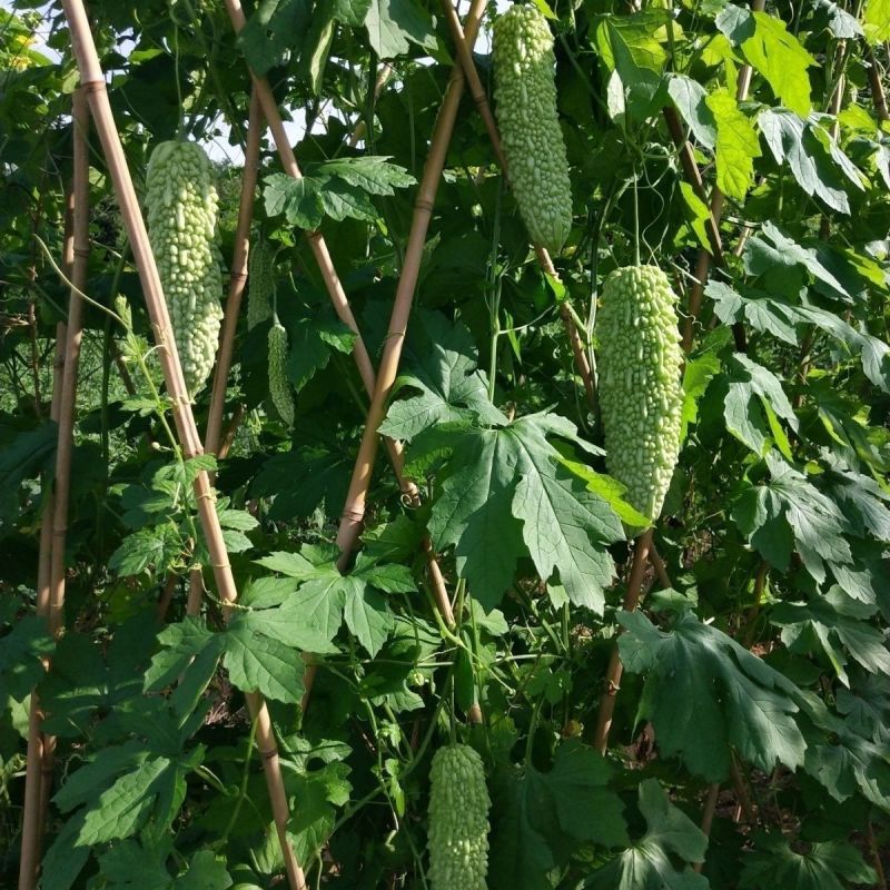 酷奇苦瓜种子珍珠密刺苦瓜种子高产耐热基地专用春秋