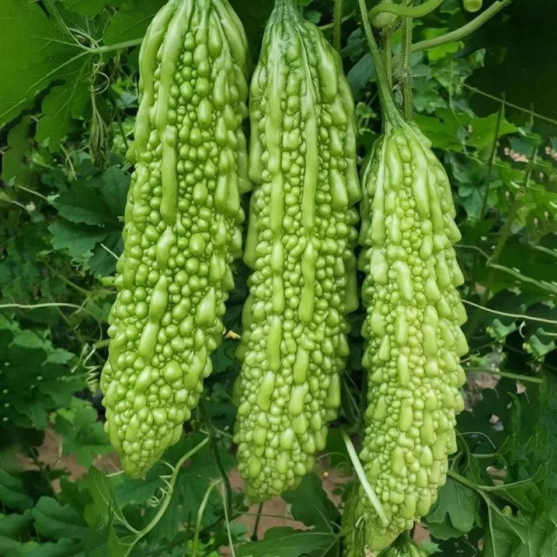 酷奇苦瓜种子珍珠密刺苦瓜种子高产耐热基地专用春秋