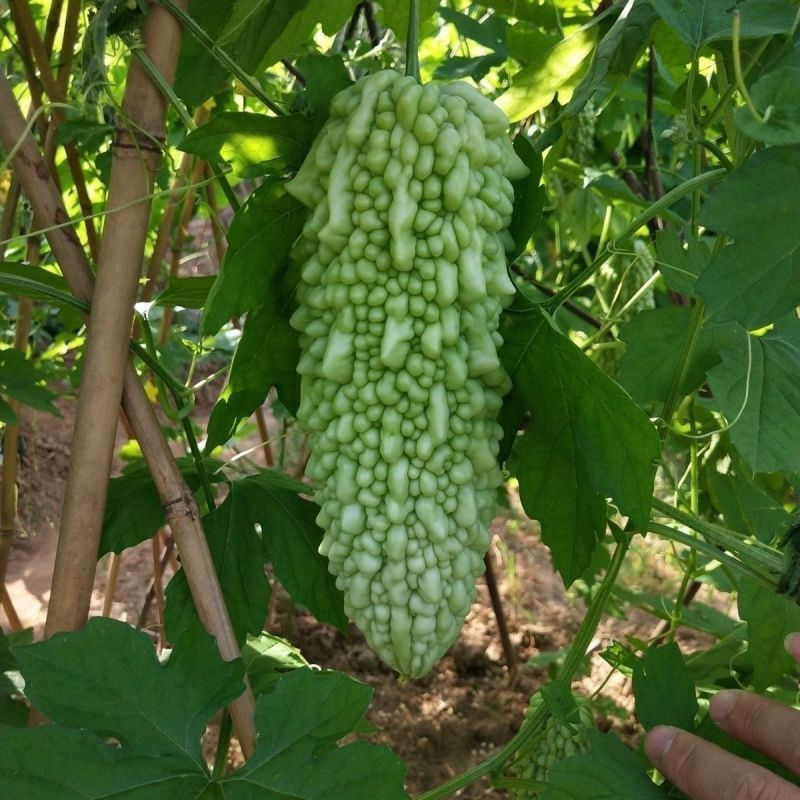 酷奇苦瓜种子珍珠密刺苦瓜种子高产耐热基地专用春秋
