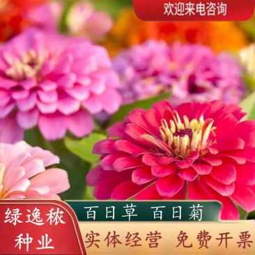 百日草花种子庭院种子四季易种室外阳台花籽子四季易种活开花