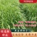 新西兰进口多年生黑麦草种子牧草绿化护坡均可播种芽率95%