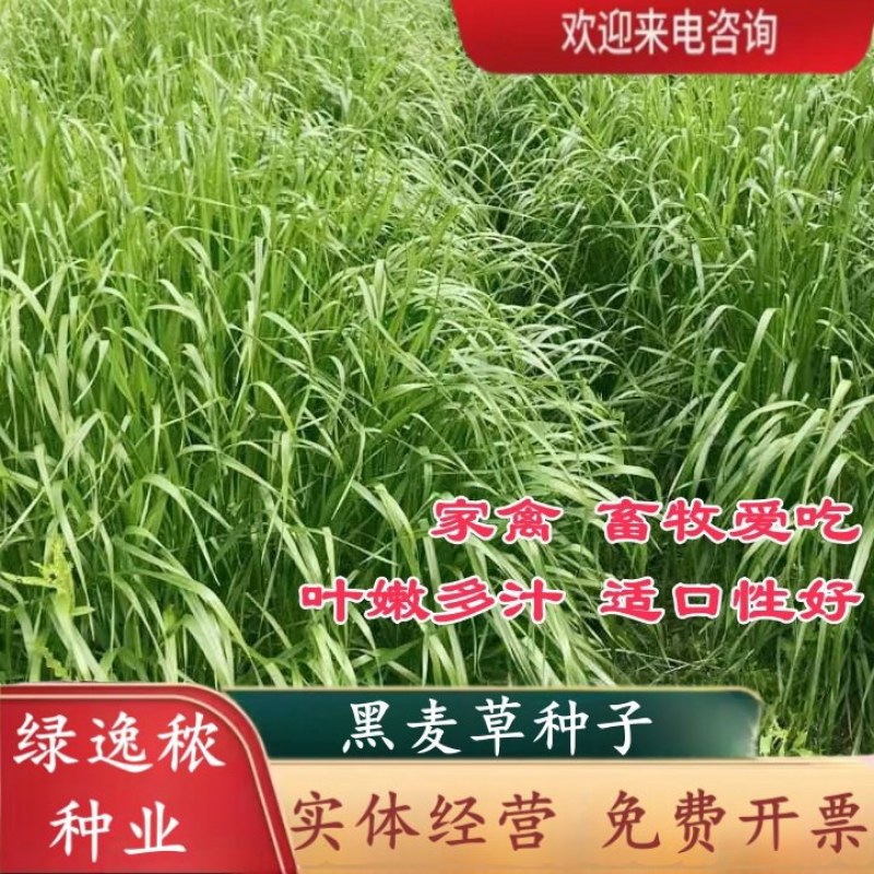 新西兰进口多年生黑麦草种子牧草绿化护坡均可播种芽率95%