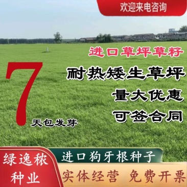 狗牙根种子矮生耐践踏免修剪根系发达固土固沙防塌
