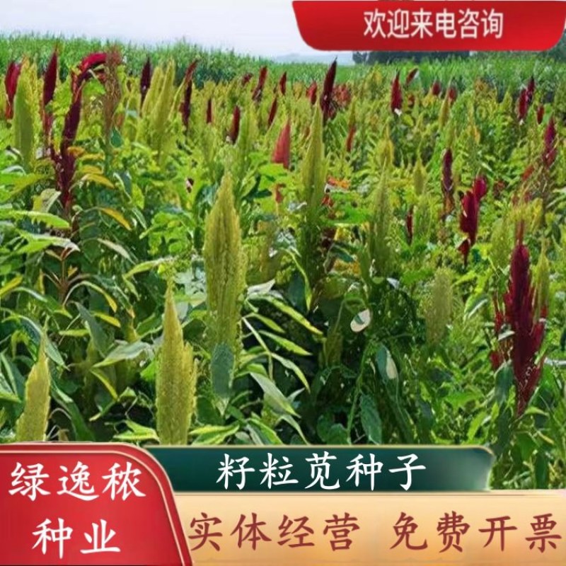 美国籽粒苋种子四季牧草种籽高蛋白千穗谷鸡鸭鹅猪草籽家禽