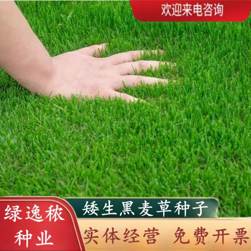 多年生草坪种子黑麦草耐践踏免修剪复绿快返青早蓝标草坪种子