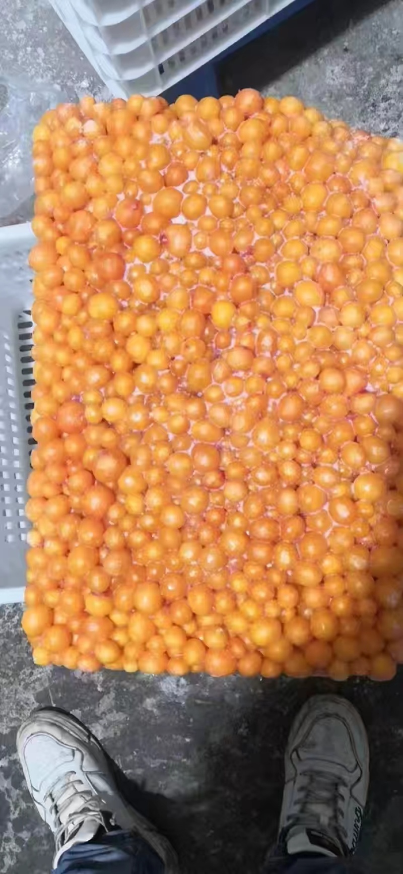 精品蛋黄