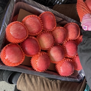苹果大连瓦房店苹果红富士，苹果全红