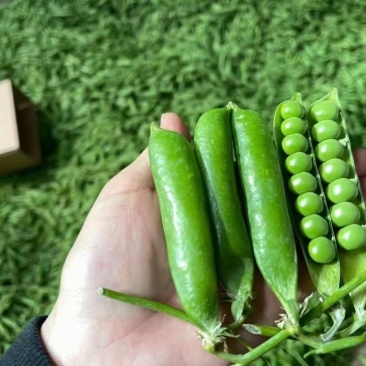 青豌豆豌豆长寿仁
