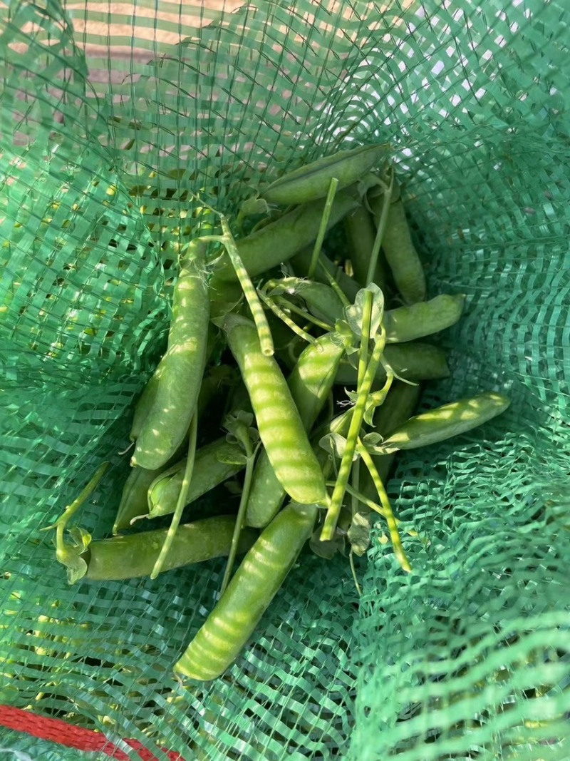 青豌豆豌豆长寿仁