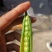 青豌豆豌豆长寿仁