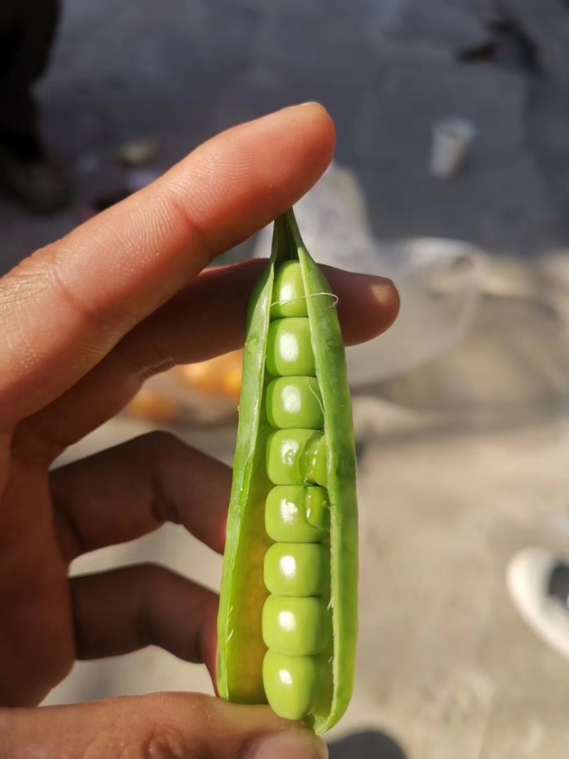 青豌豆豌豆长寿仁