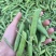 青豌豆豌豆长寿仁