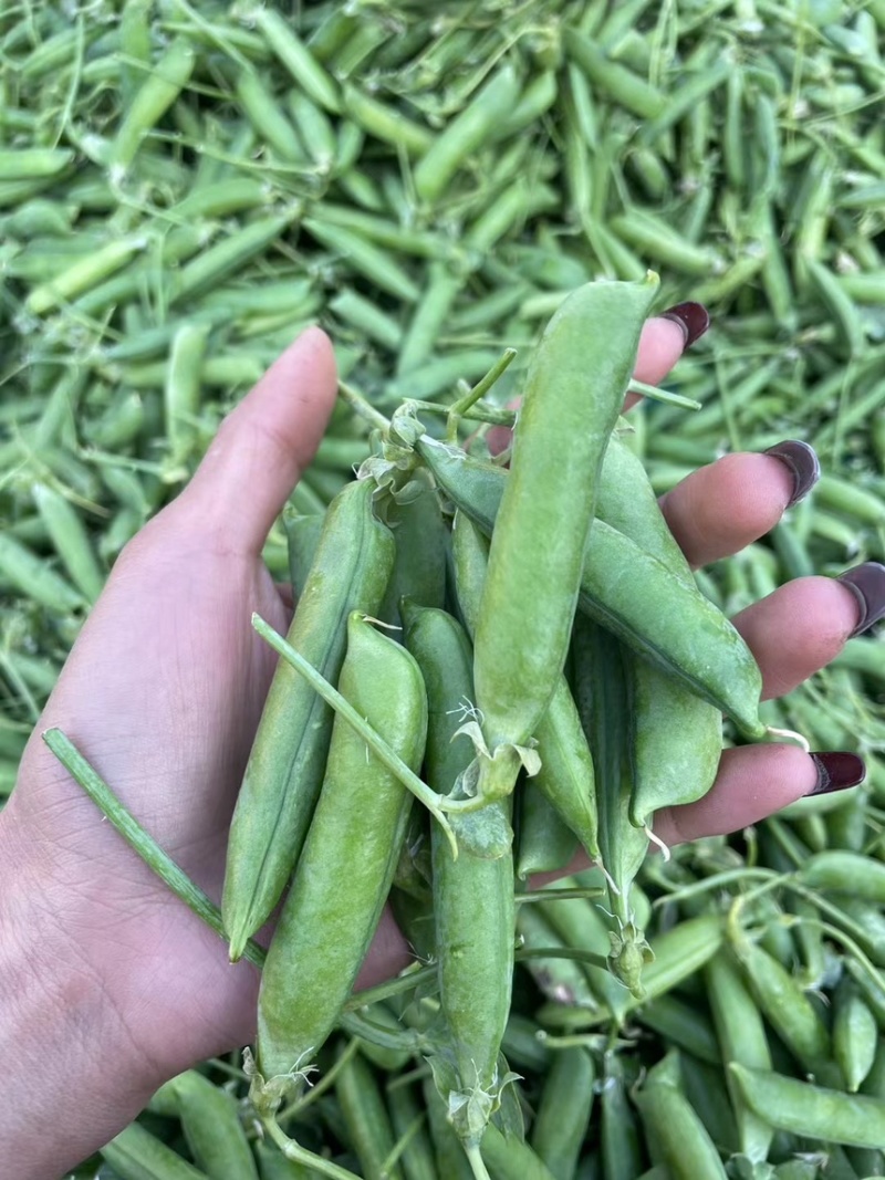 青豌豆豌豆长寿仁