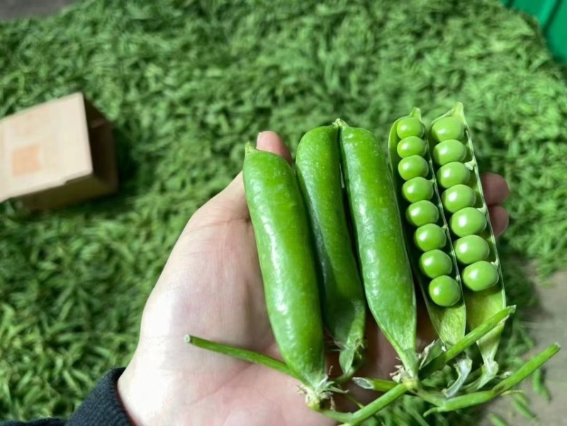 青豌豆豌豆长寿仁