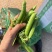 青豌豆豌豆长寿仁
