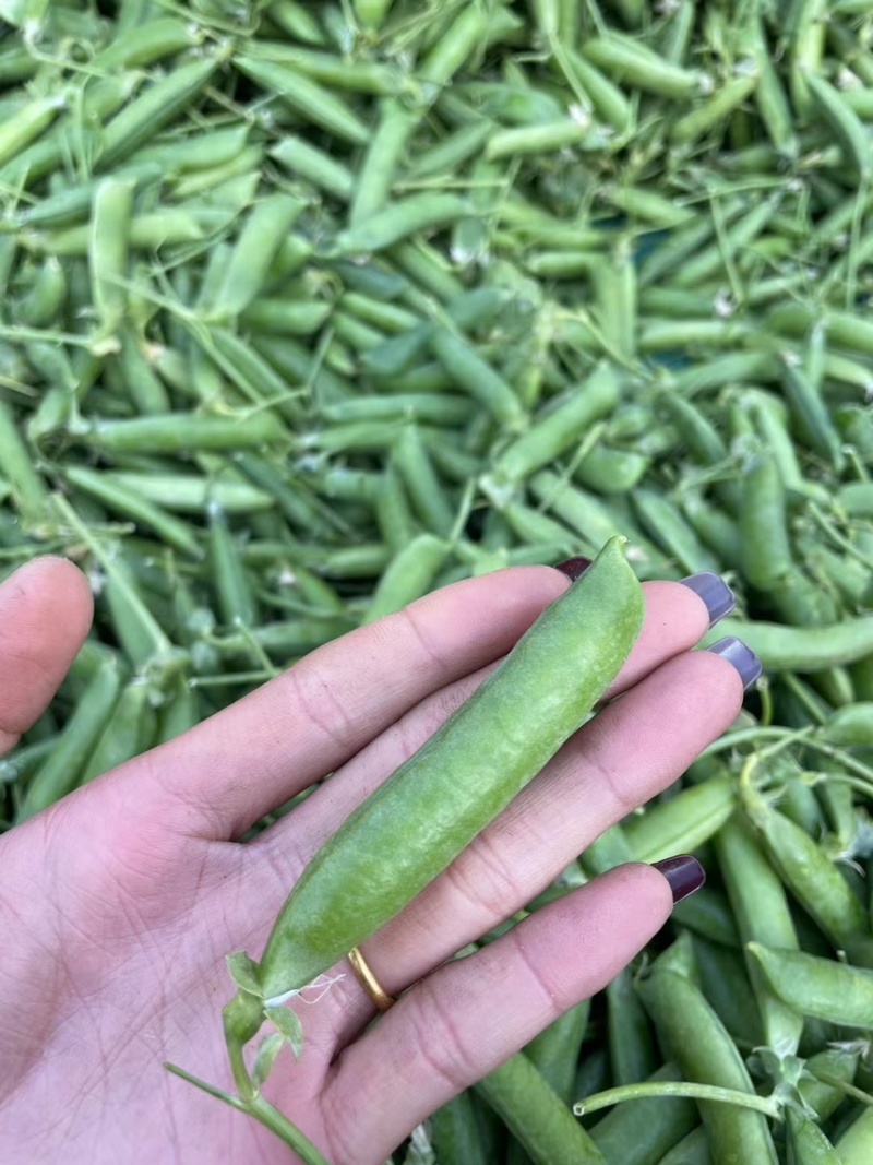 青豌豆豌豆长寿仁