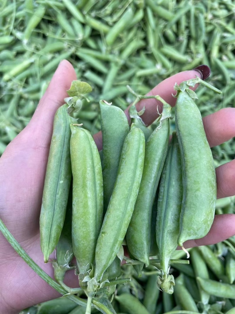 青豌豆豌豆长寿仁