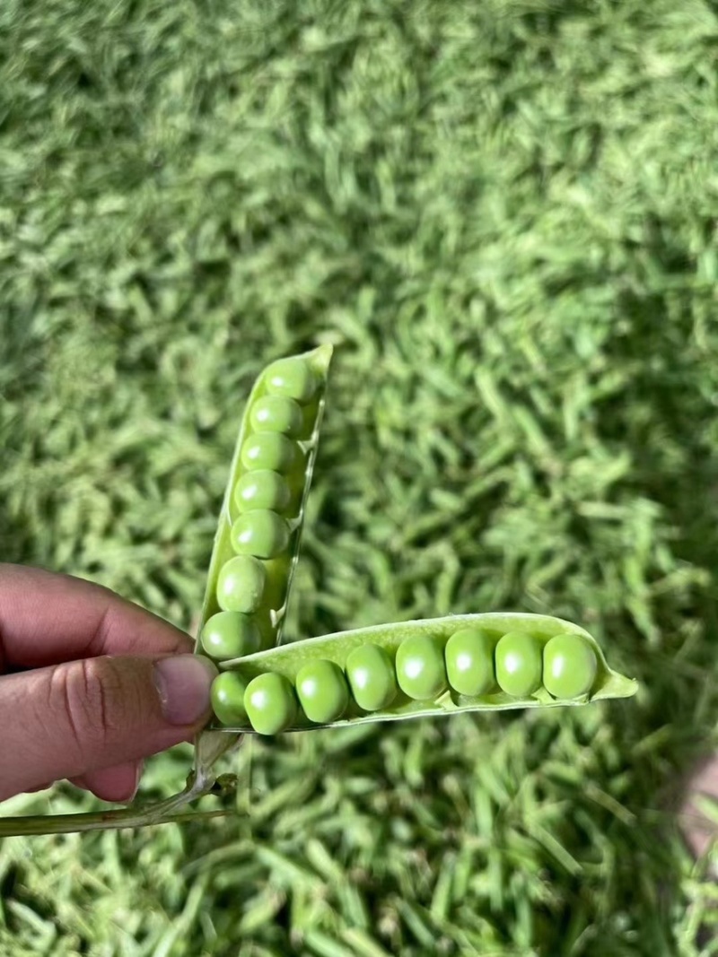 青豌豆豌豆长寿仁