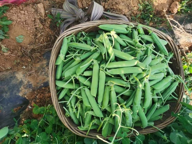 青豌豆豌豆长寿仁