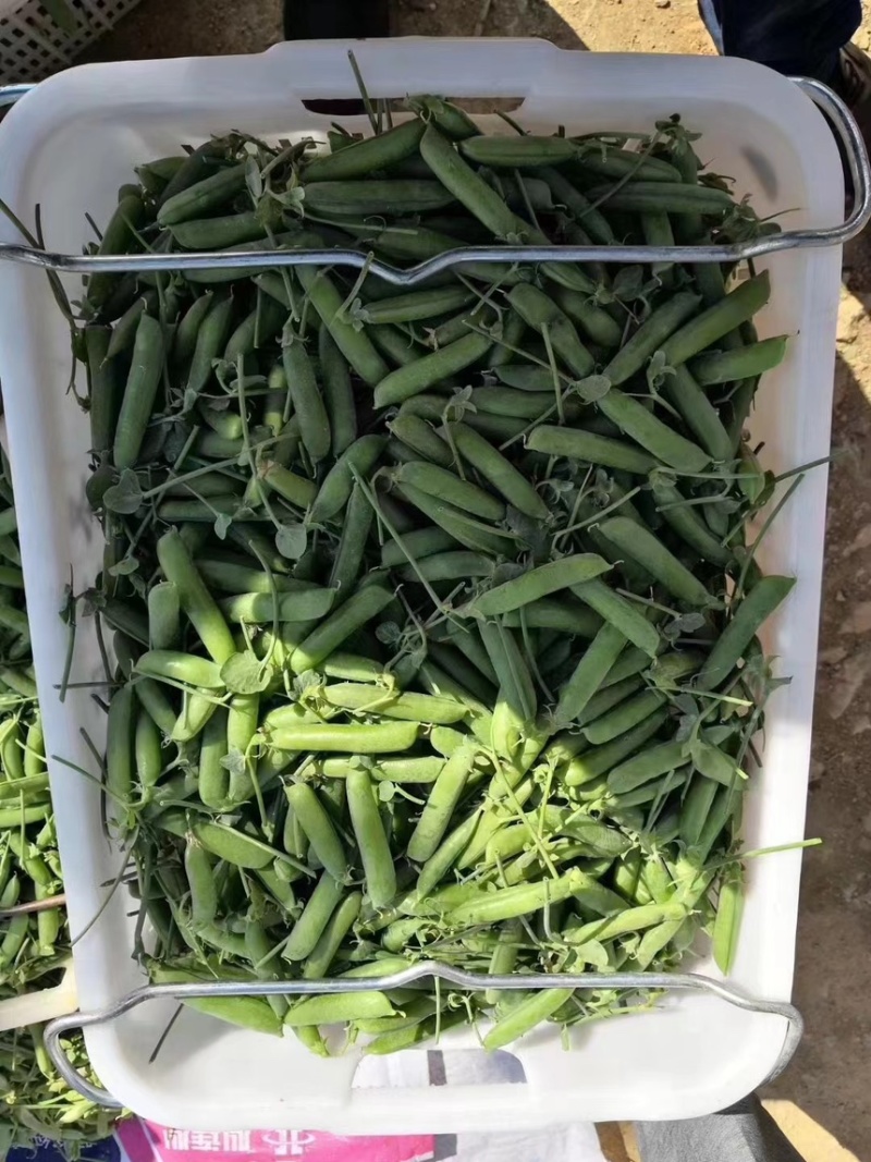 青豌豆豌豆长寿仁