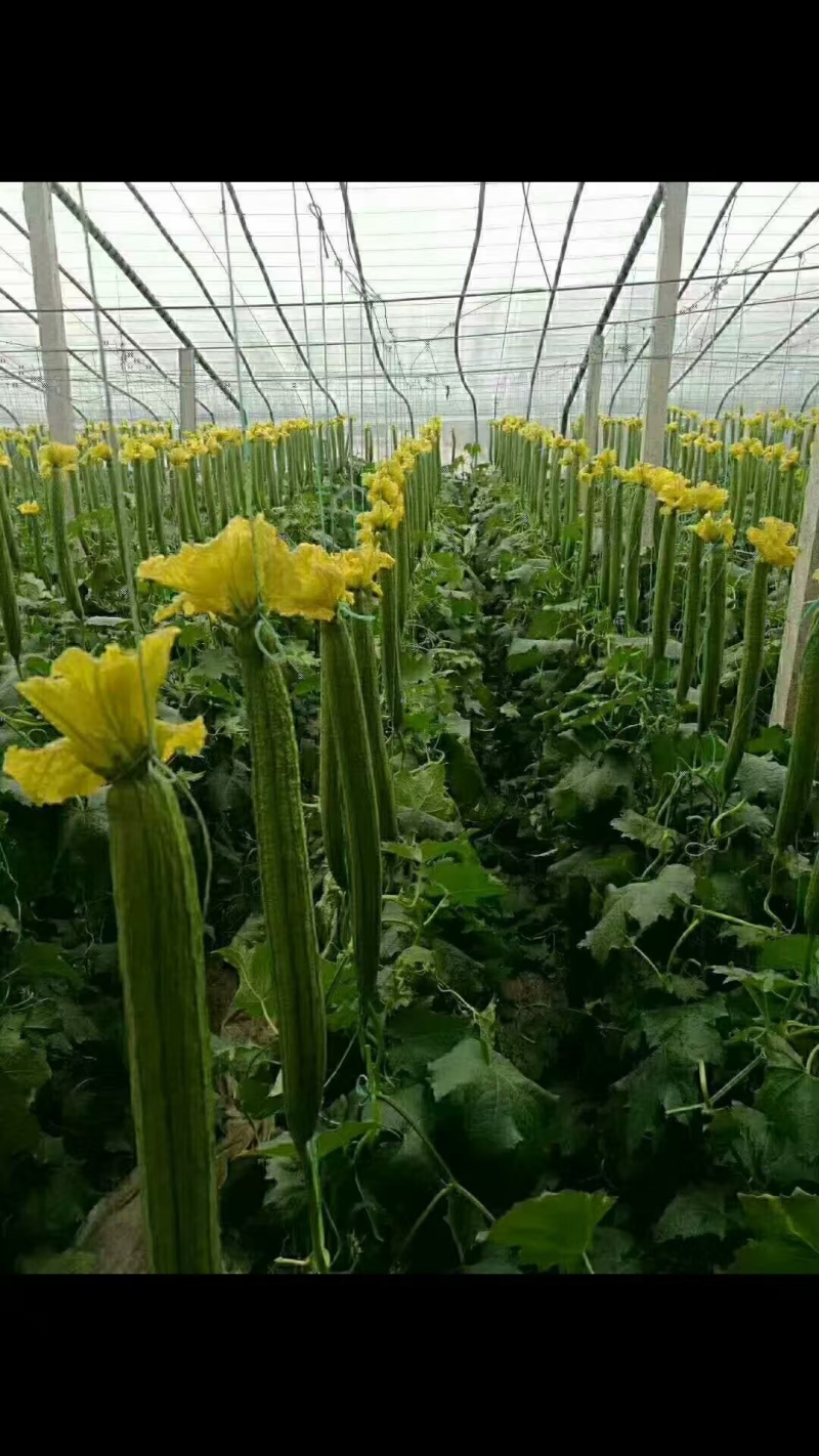 丝瓜苗早熟产量高抗病强苗厂直发品质保证常年有苗