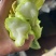 湖南常德种植基地供
